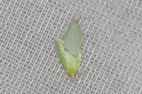 Tortrix viridana
