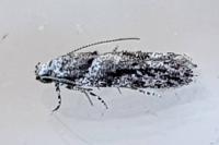 Recurvaria nanella