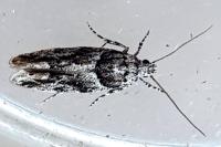 Recurvaria nanella
