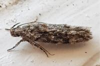Carpatolechia fugacella