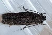Carpatolechia decorella