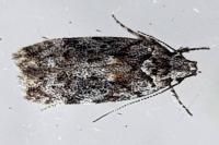 Carpatolechia fugacella