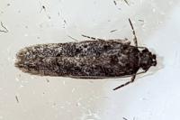 Carpatolechia decorella