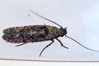 Carpatolechia decorella