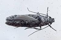 Carpatolechia decorella