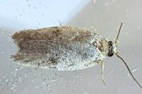 Agonopterix