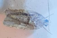 Agonopterix