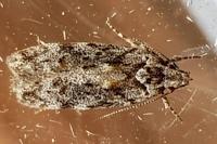 Carpatolechia fugacella