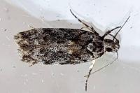 Carpatolechia fugacella