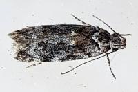Carpatolechia fugacella