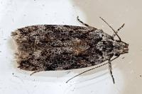 Carpatolechia fugacella