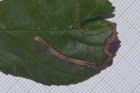 Stigmella aurella
