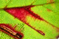 Ectoedemia erythrogenella