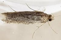 Bryotropha