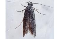 Carpatolechia fugacella