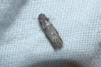 Tortricodes alternella