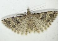Alucita hexadactyla