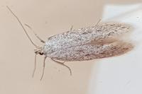 Ptycerata gypsella