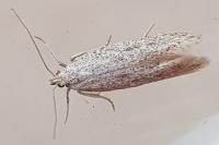 Ptycerata gypsella