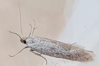 Ptycerata gypsella