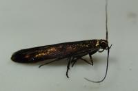 Coleophora alcyonipennella
