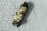Neocochylis dubitana