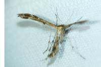 Oxyptilus distans