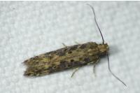Scrobipalpa ocellatella