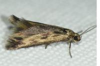 Scythris limbella