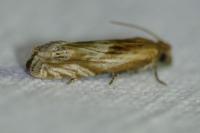 Eucosma cana