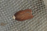 Acleris hastiana