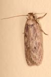 Depressaria radiella