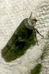 Blastobasis