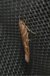 Pyroderces argyrogrammos