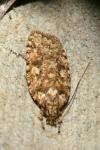 Agonopterix ferocella
