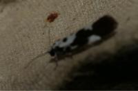 Ethmia quadrillella