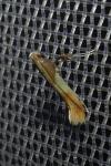 Caloptilia
