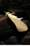 Crassa tinctella