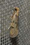 Tinea basifasciella