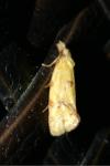 Agapeta hamana