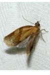 Clepsis consimilana