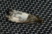 Notocelia cynosbatella