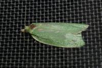Tortrix viridana