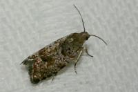 Epinotia nanana
