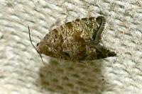 Epinotia nanana