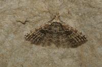 Alucita zonodactyla