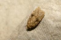 Agonopterix arenella