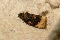 Hedya ochroleucana