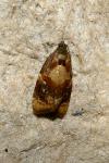 Ditula angustiorana