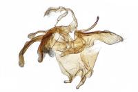 Agdistis heydenii